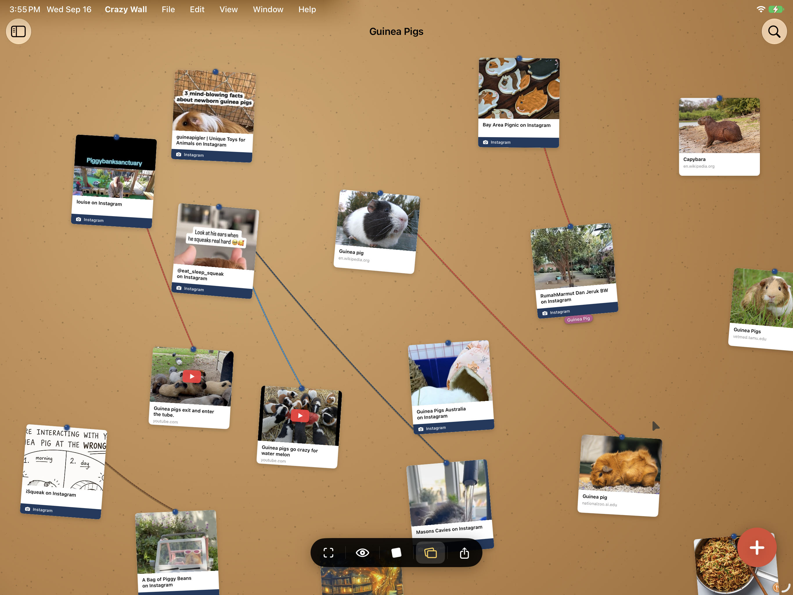A Guinea Pigs wall on iPad: Instagram posts, videos and photos spread across cork, with yarn between the ones that belong together.